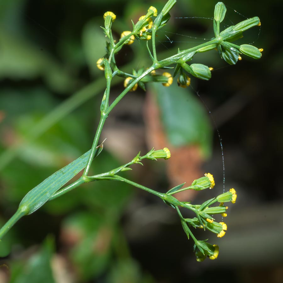 Bupleurum praealtum / Bupleuro lino-selvatico